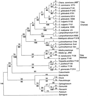 Modeling the Action Potential in Characeae Nitellopsis obtusa: Effect of Saline Stress